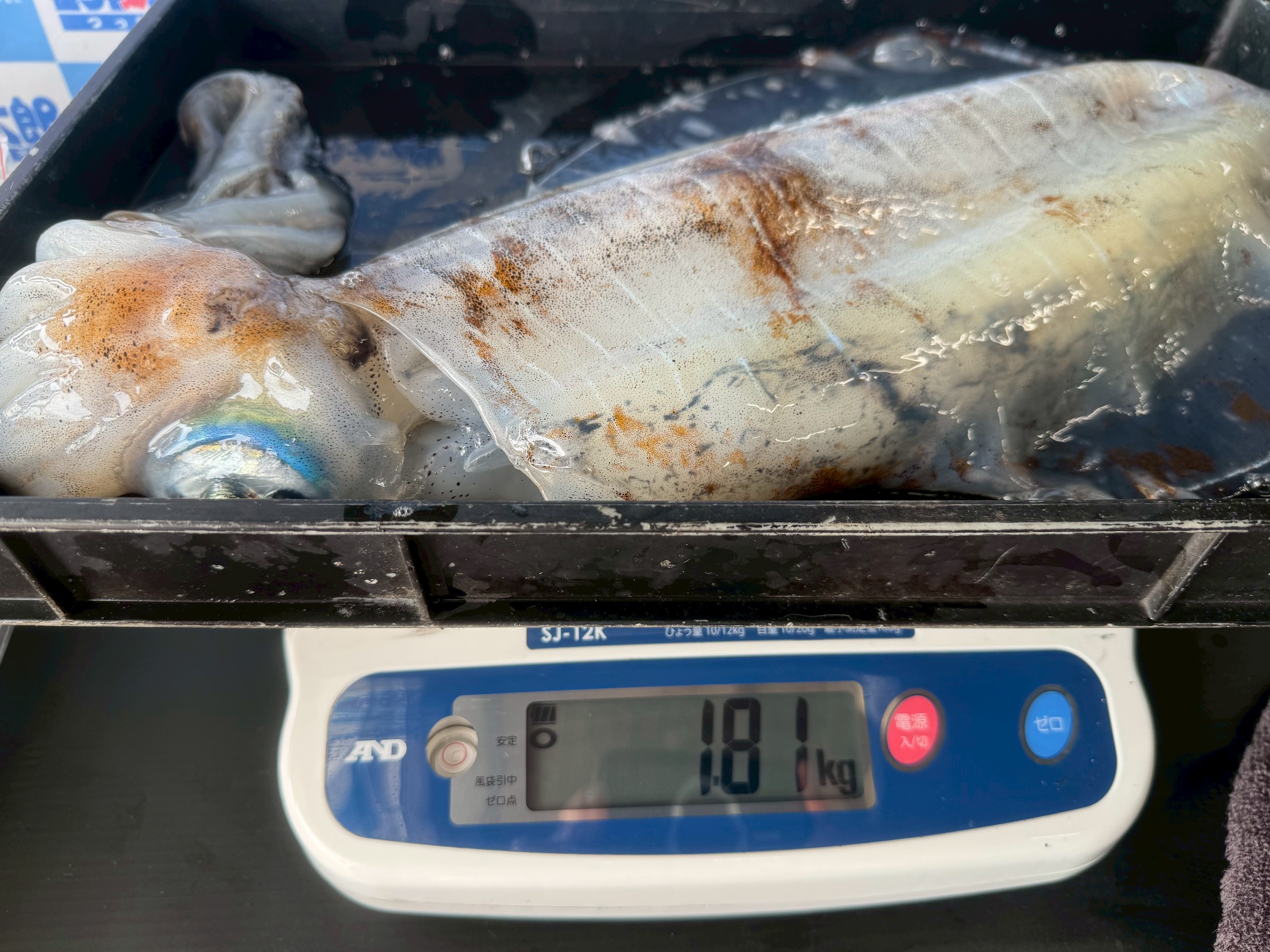 アオリイカ3敗で4.68キロ釣果。みなべ堺堤防にて。4月18日金曜日。釣太郎