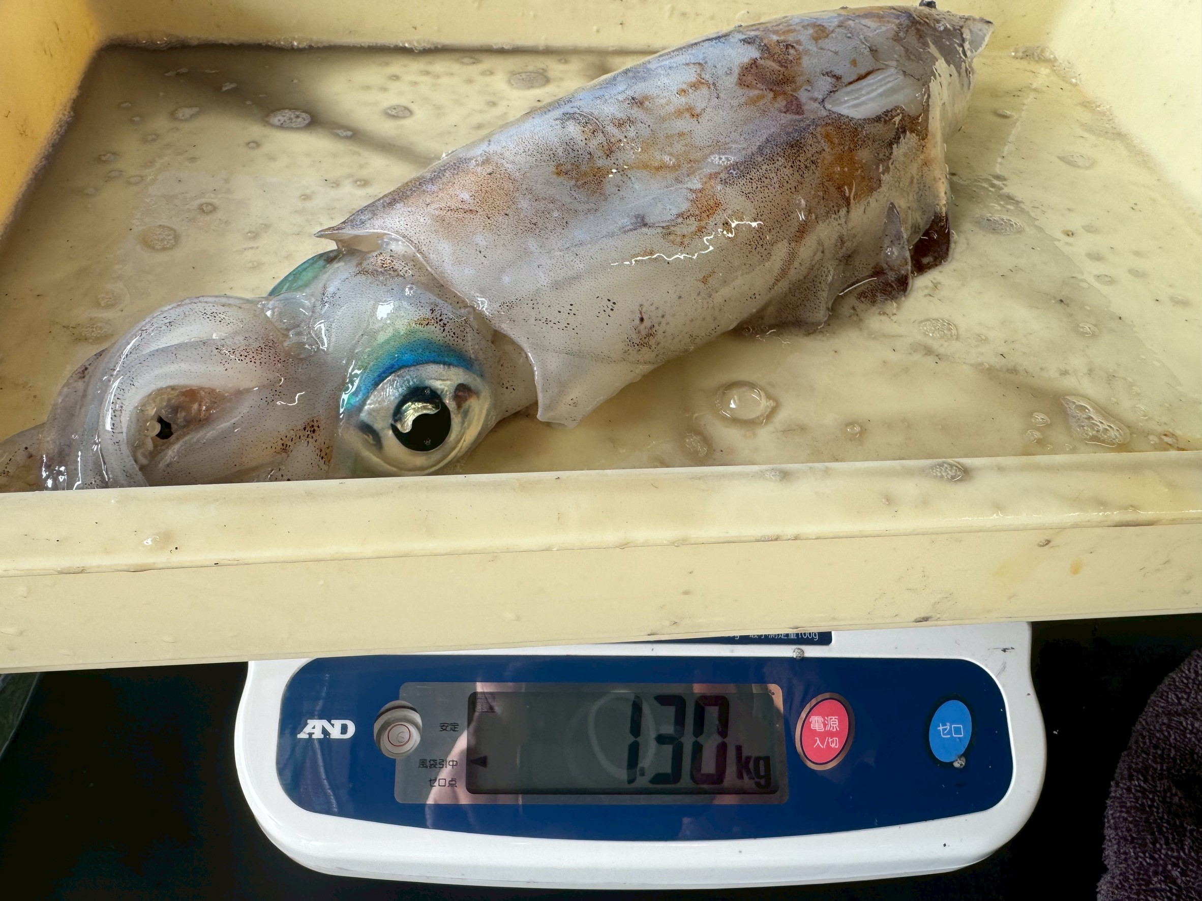 アオリイカ3敗で4.68キロ釣果。みなべ堺堤防にて。4月18日金曜日。釣太郎