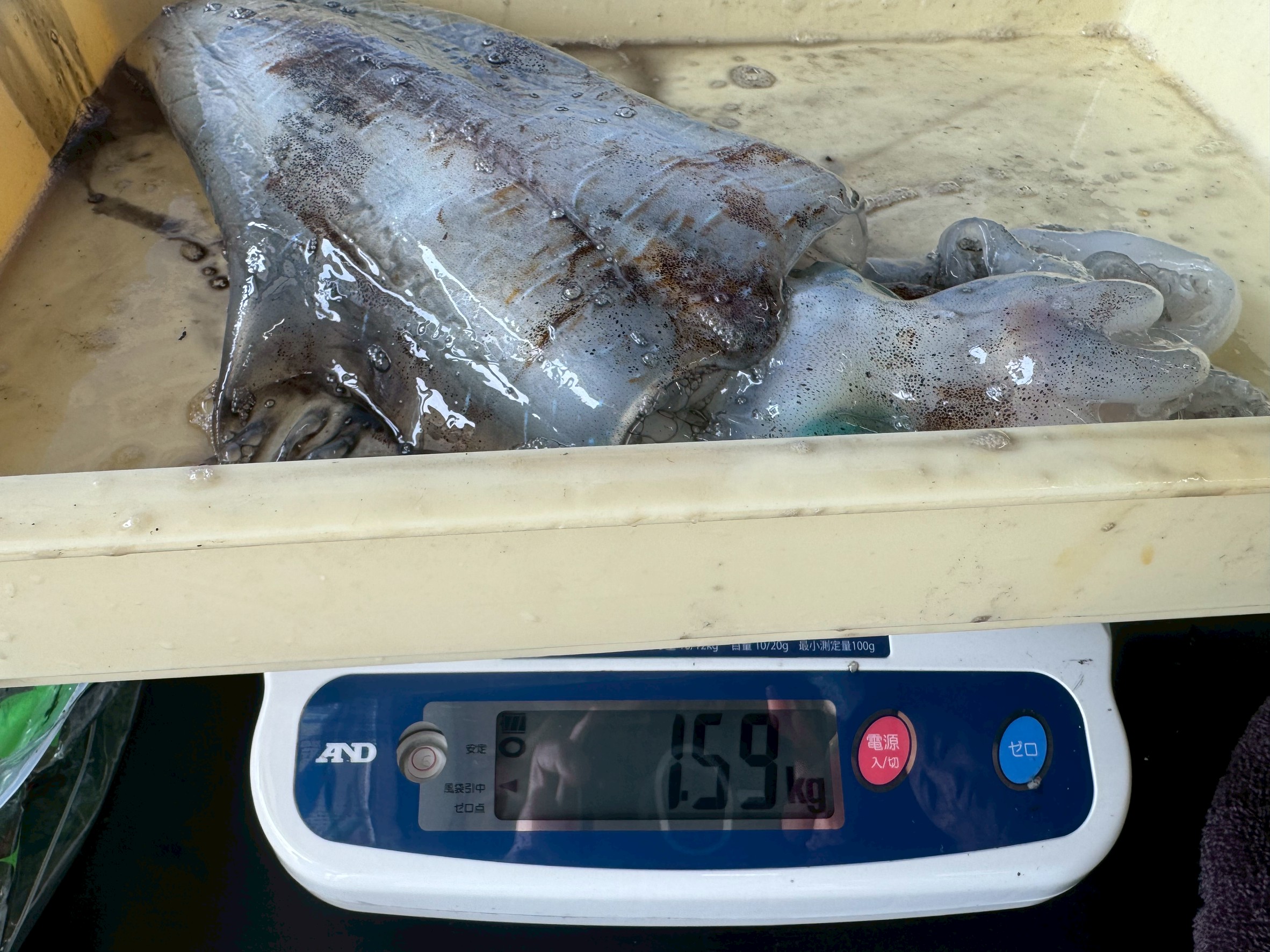 アオリイカ3敗で4.68キロ釣果。みなべ堺堤防にて。4月18日金曜日。釣太郎