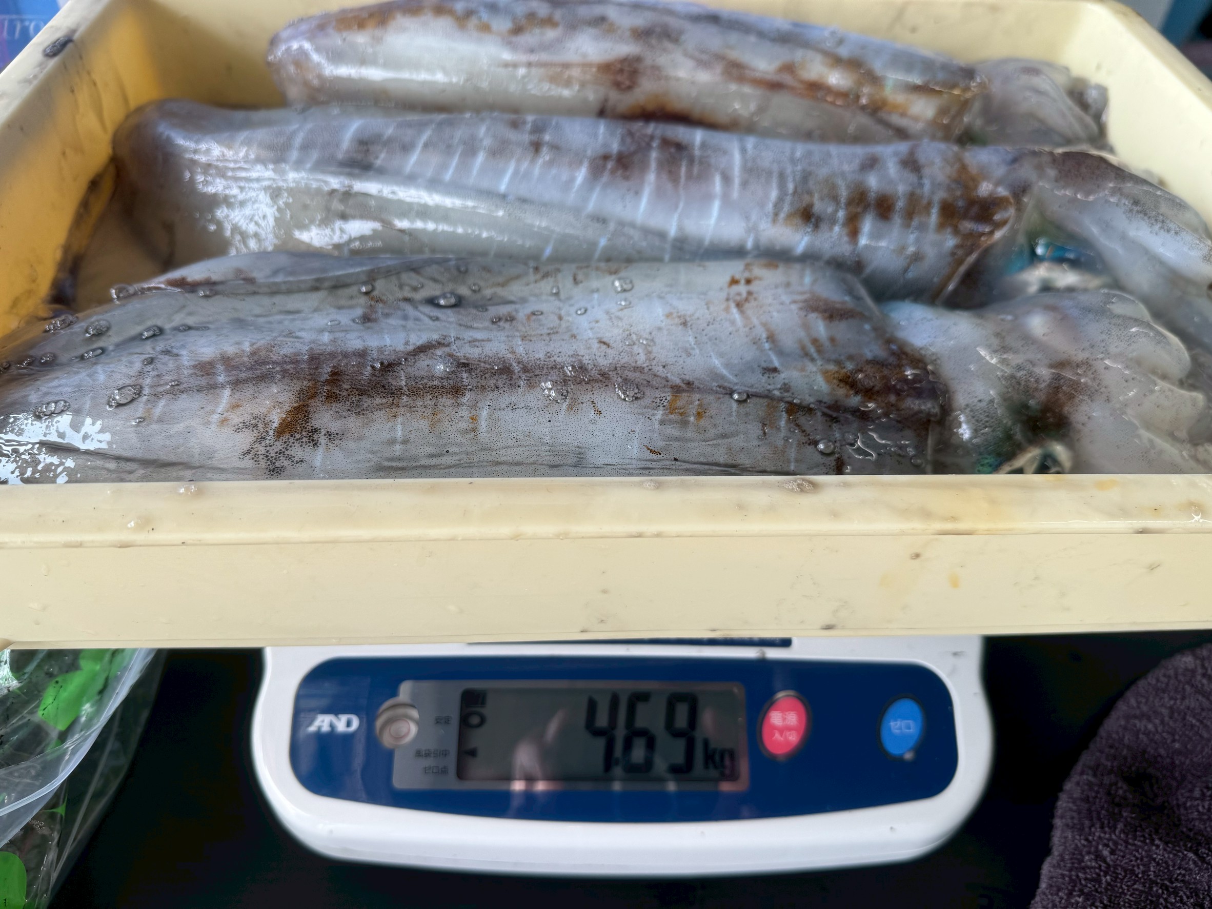 アオリイカ3敗で4.68キロ釣果。みなべ堺堤防にて。4月18日金曜日。釣太郎