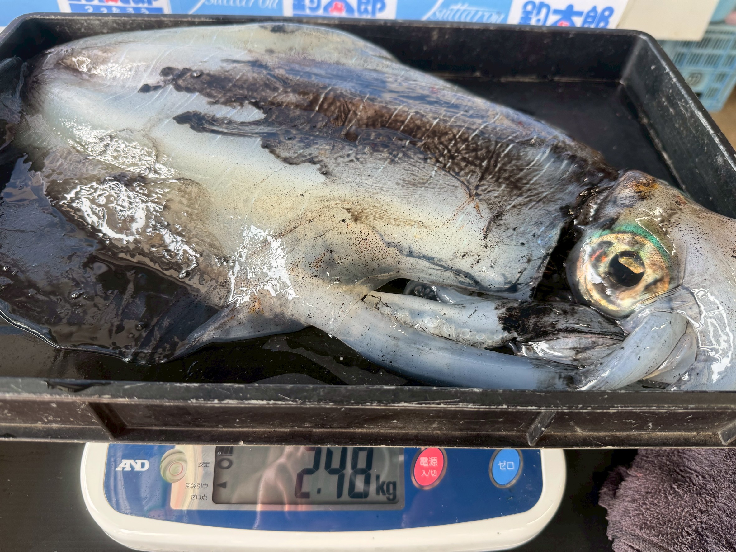 ヤエン釣りでアオリイカ２．４８キロ。田辺市元島堤防で。４月１８日金曜日。釣太郎