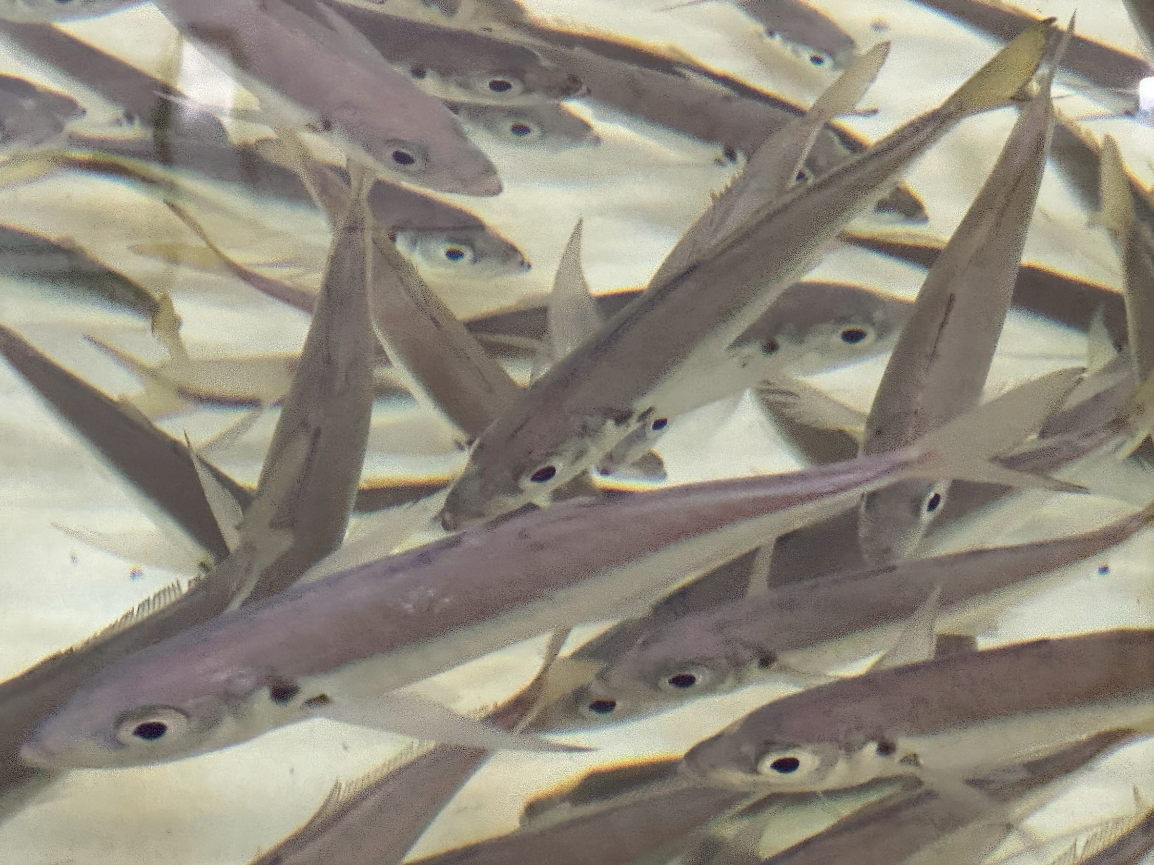 アオリイカ釣り用活アジ、在庫あります。明日も入荷予定。釣太郎