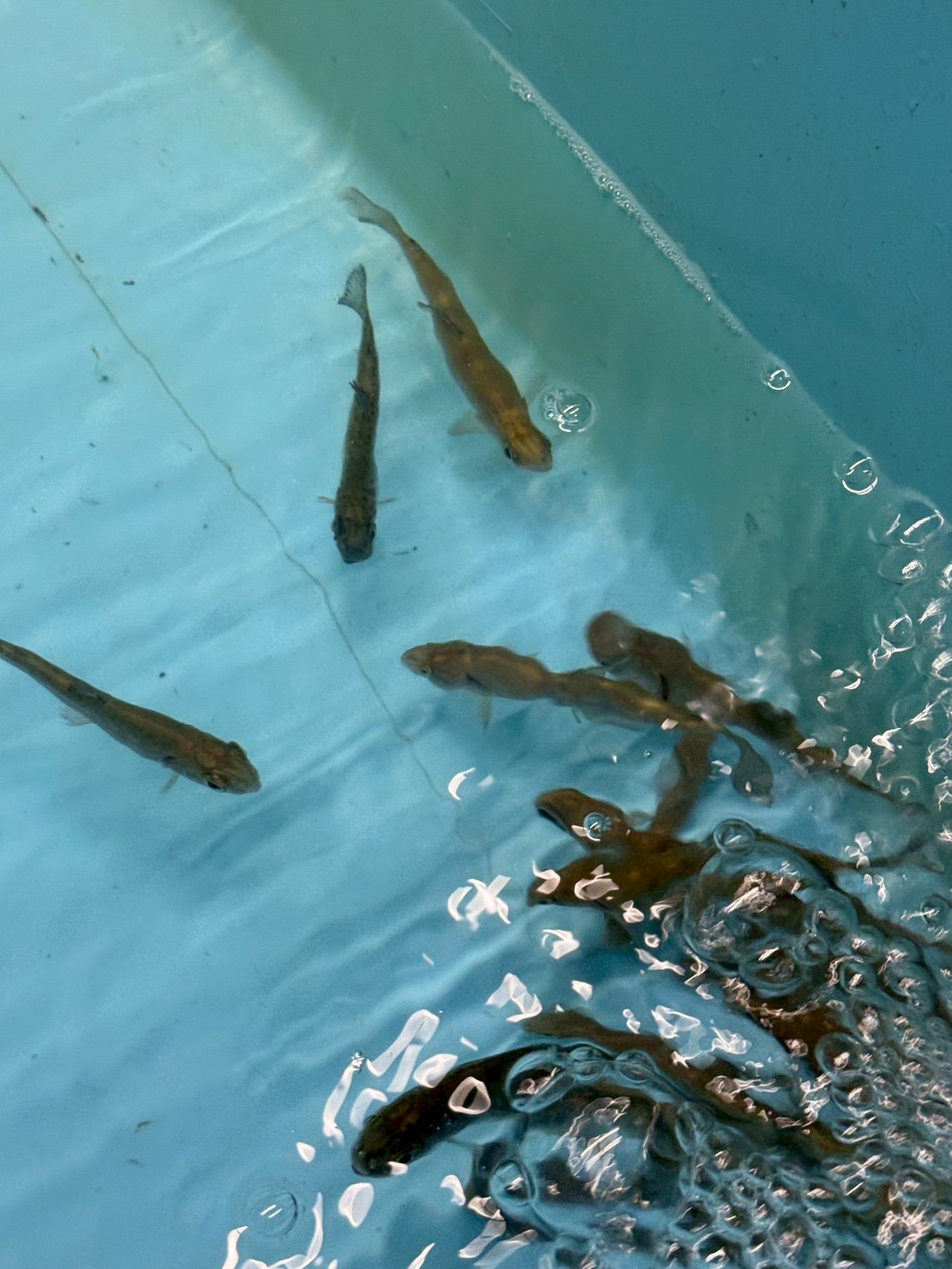 10センチ弱の活ニジマス、1匹230円(税込)。飲ませ釣り、アオリイカウキ釣りに。釣太郎