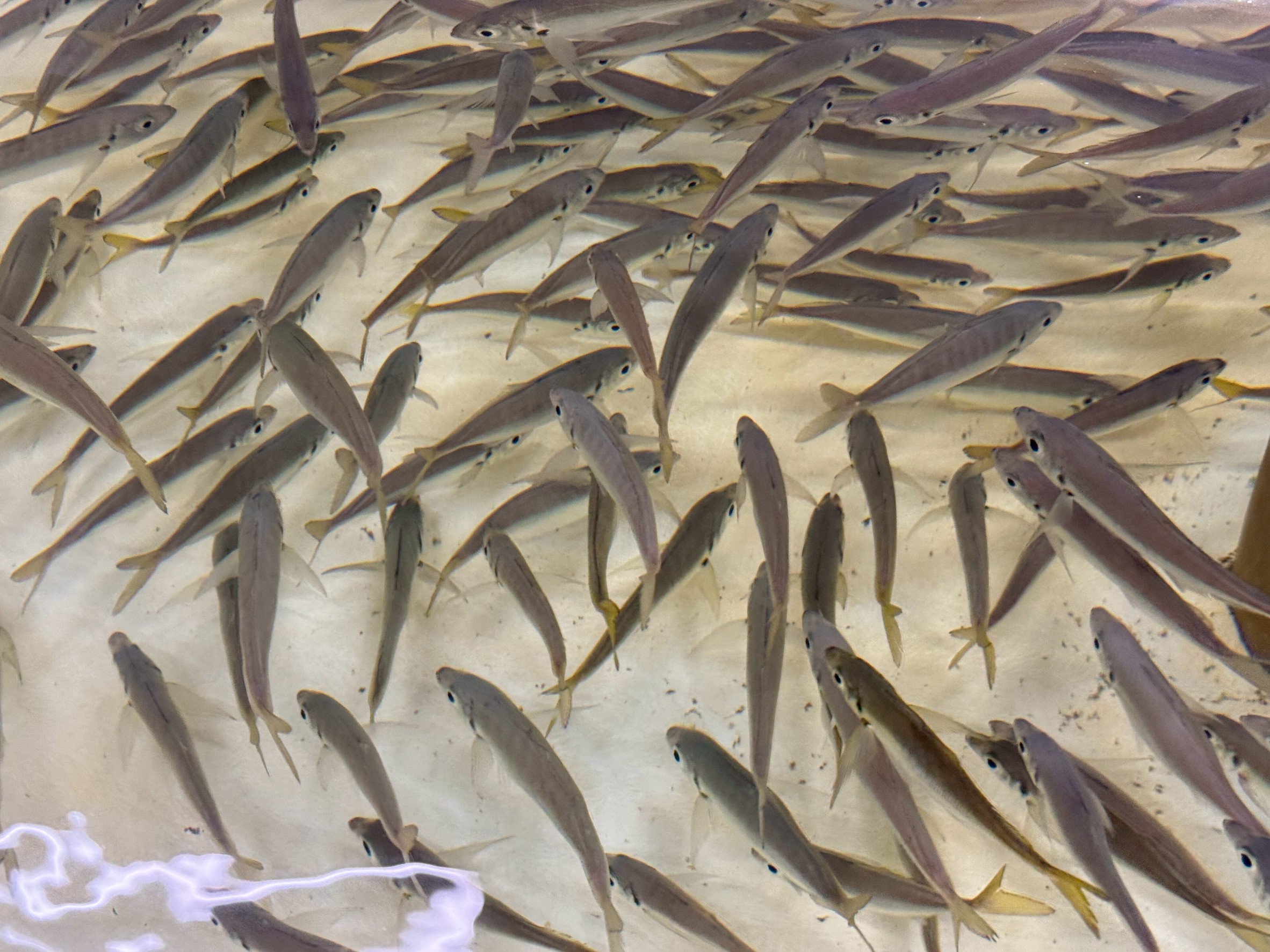 アジは全くの不漁で在庫が不足しています。5月1日より値上がりします。釣太郎