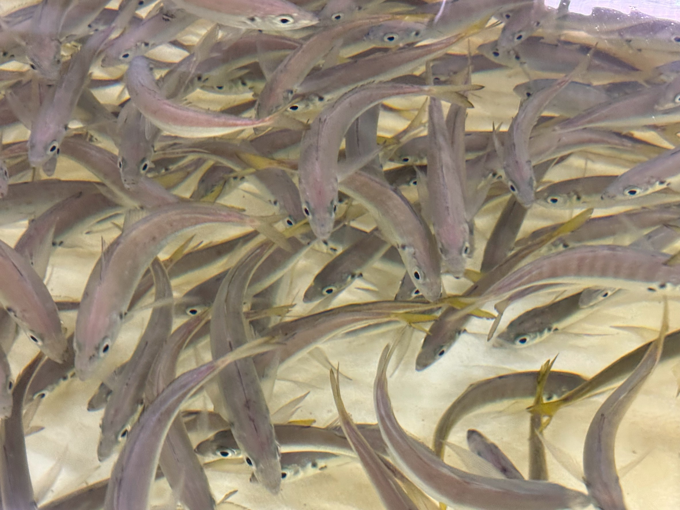 活アジ5万匹買います。ご連絡ください。アオリイカ釣り用えさ。釣太郎