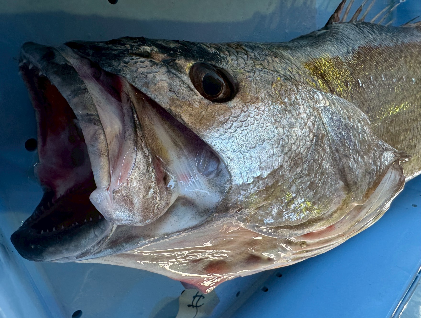 イシナギは食え釣りやはえ縄で、時々釣れる魚。廉価だが、この魚の特徴説明。釣太郎