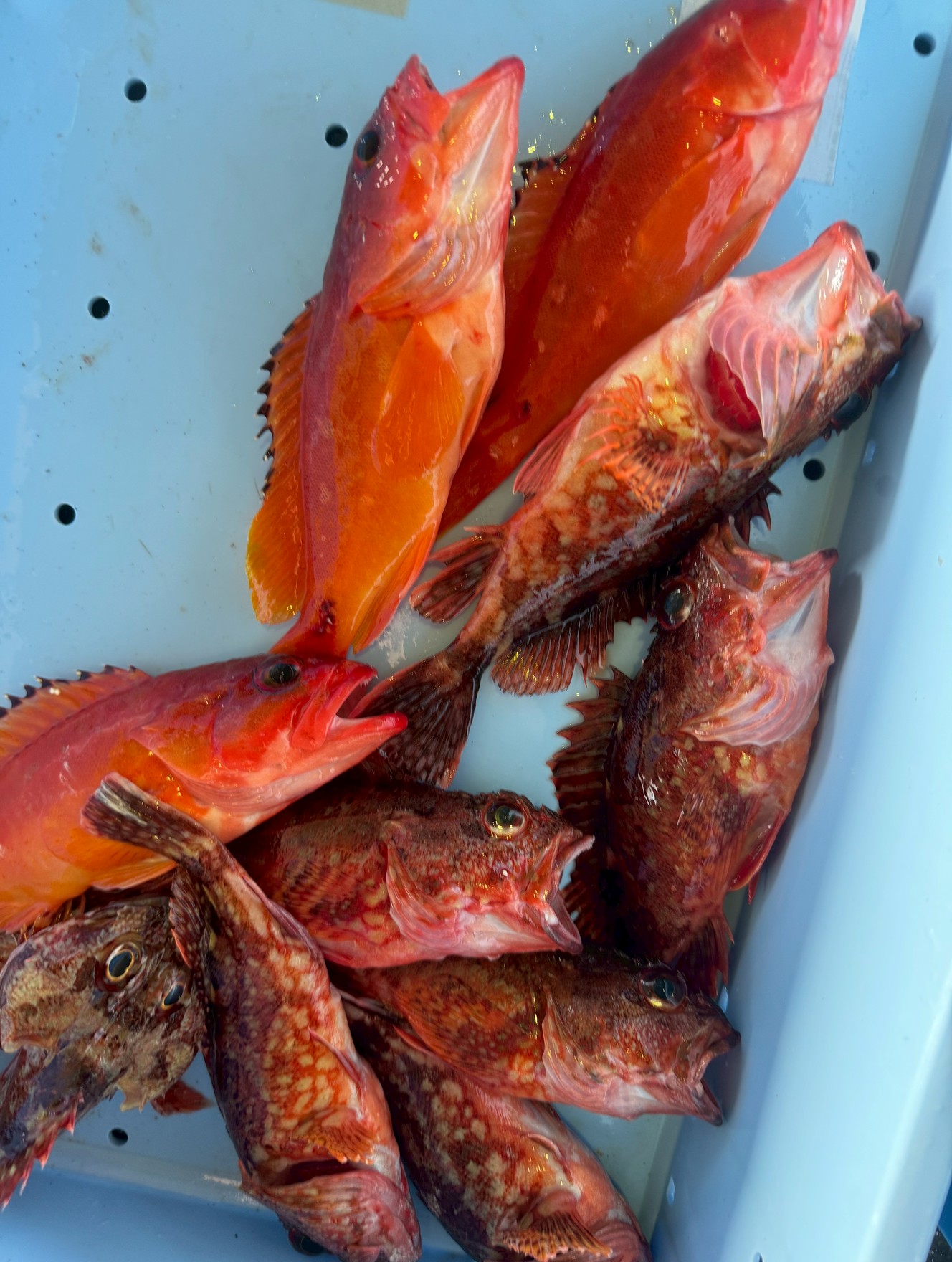 温暖化の影響で南紀地方はガシラが減り、アカハタ急増中。釣太郎