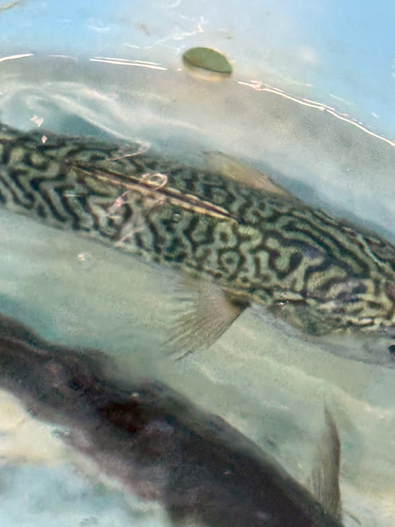 サバの背中の模様。釣り人に、この意味のご説明。釣太郎