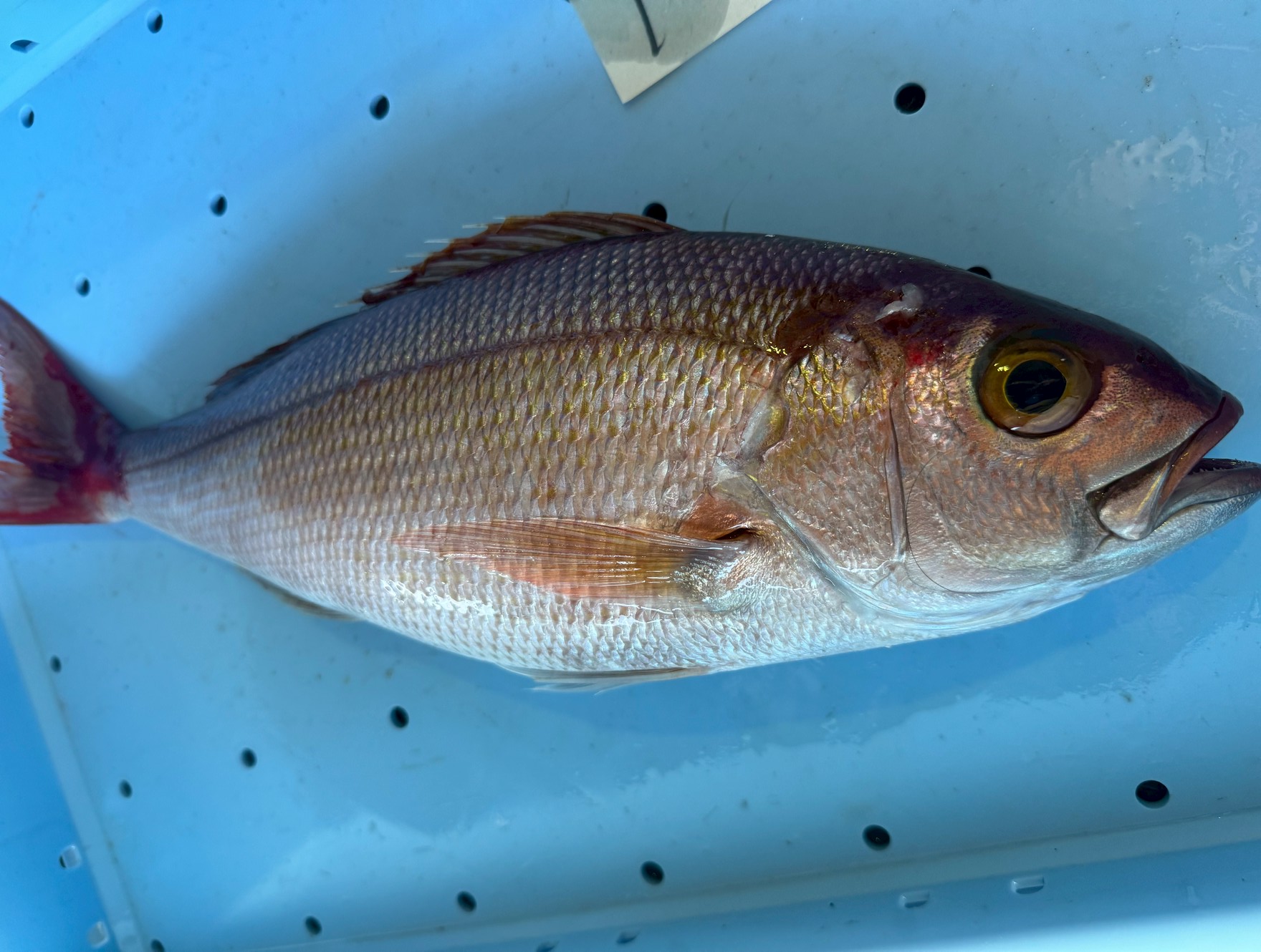 体色が鮮やかな赤色であることから、「赤い火」を連想させ、「火引（ヒビキ）」が転じて「ハチビキ」になったといわれる「ハチビキ」。釣太郎