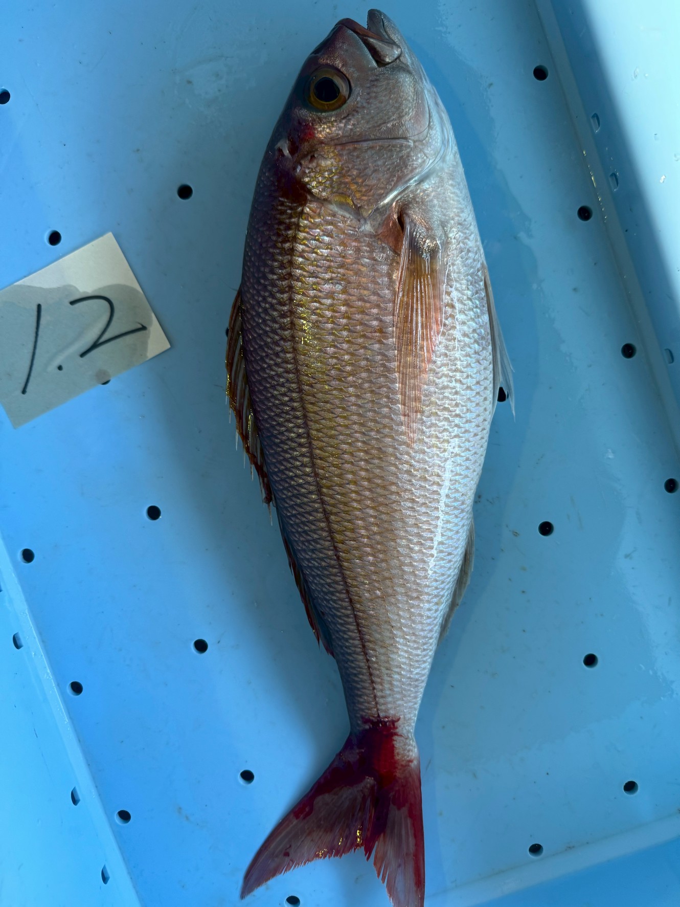 魚の血抜きをすると生臭さが消える?釣り人が知るべき理由と正しい処理法。釣太郎