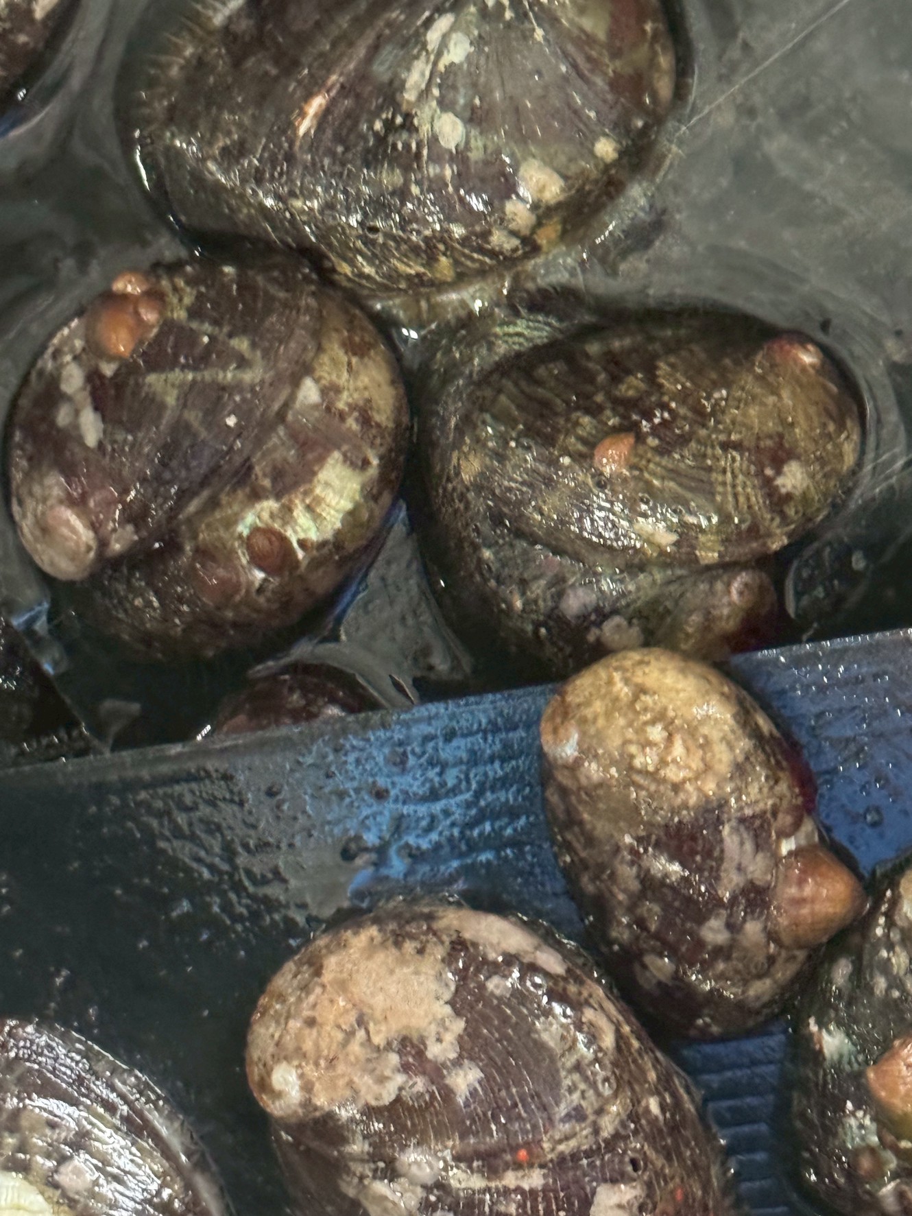 石鯛釣りエサ、とこぶしあります。釣太郎