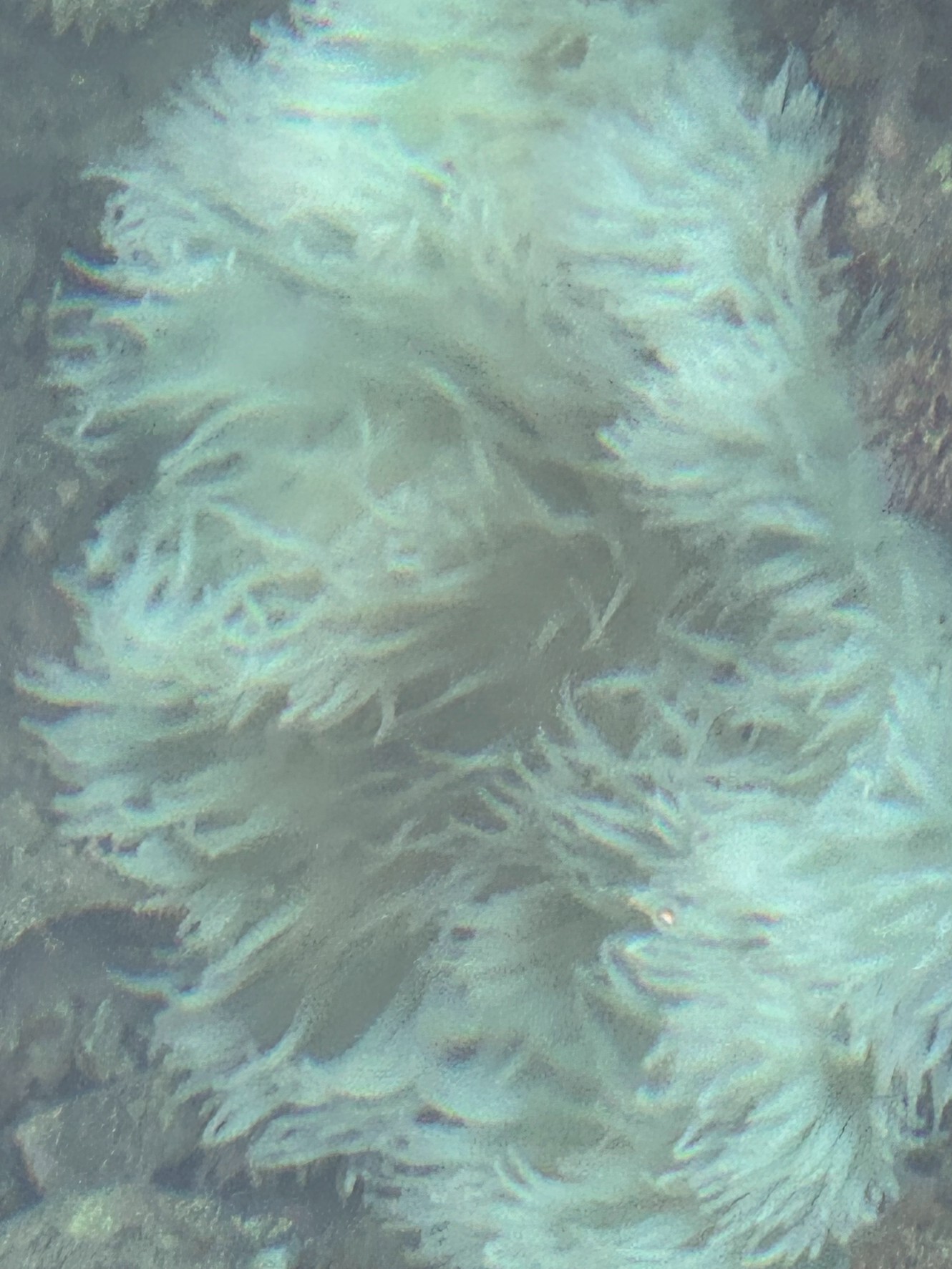 ケヤリムシの仲間（多毛類）」の鰓冠（さいかん）。釣太郎