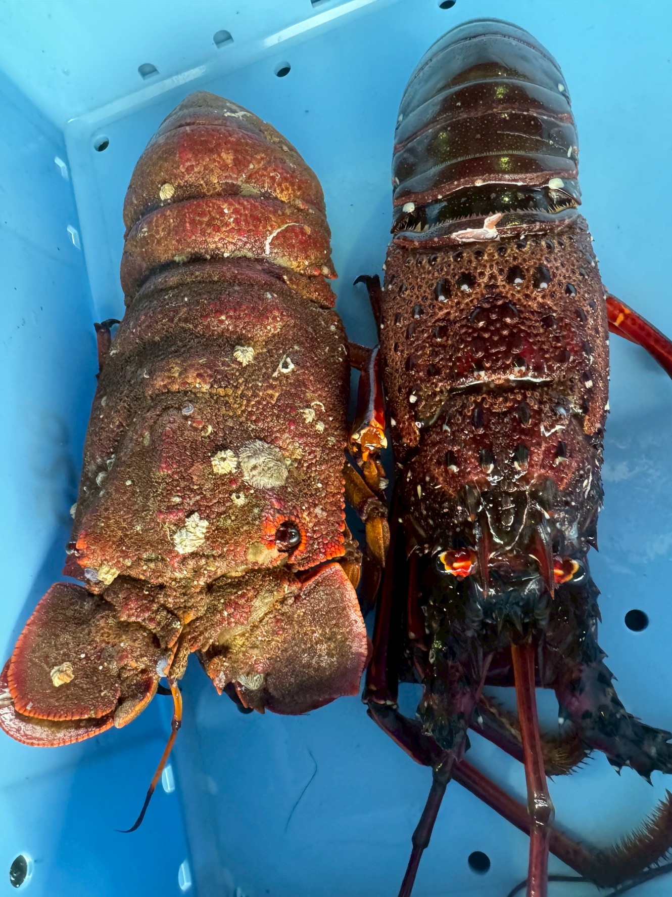 【知らなきゃ損】セミエビは今や高級食材！ イセエビの2倍の価値も！？幻の味を徹底解説！釣太郎