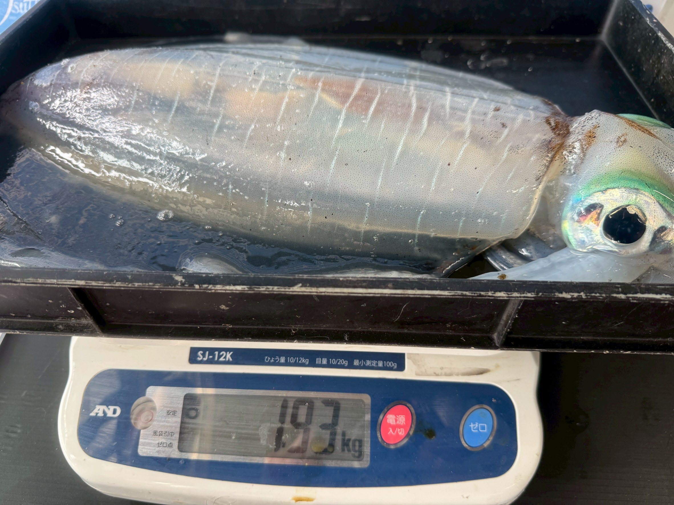 アオリイカ1930ｇの釣果。釣太郎