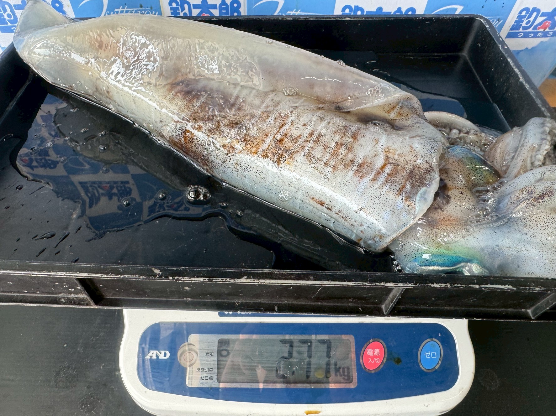 アオリイカ2770ｇ。種場天神崎にてヤエン釣り。釣太郎