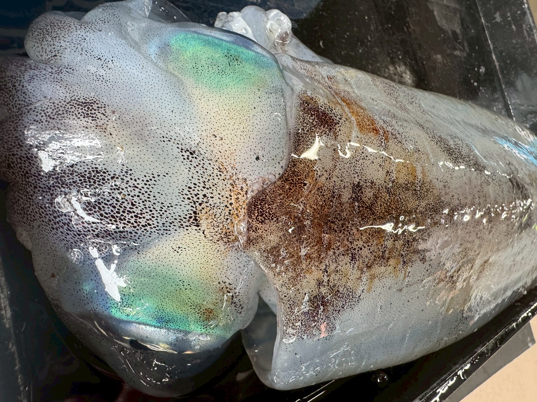 和歌山南紀の春のアオリイカ釣りは最盛期を迎えています。釣太郎