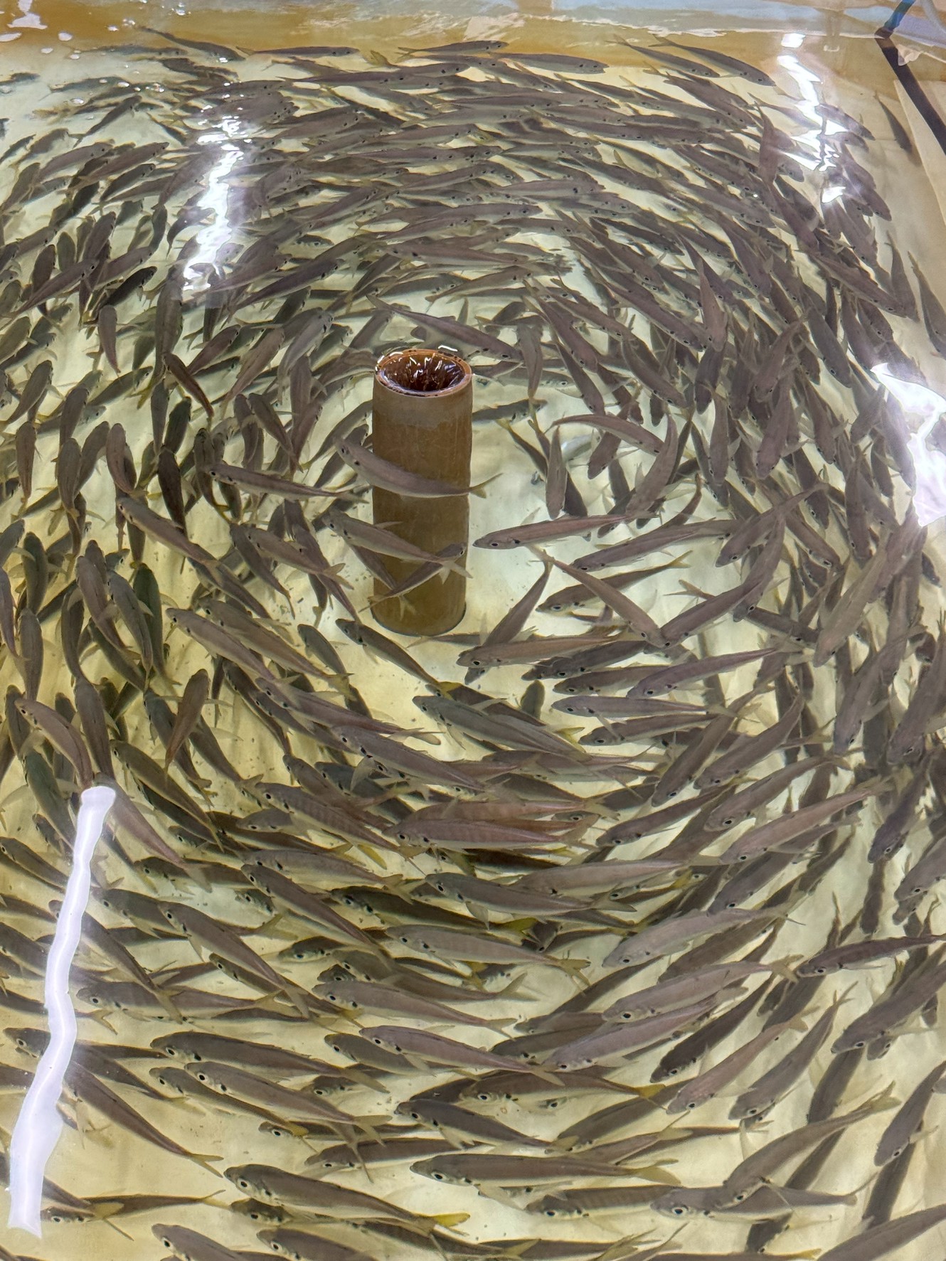 活アジ本日も入荷したので、在庫十分あります。4月26日土曜日。釣太郎