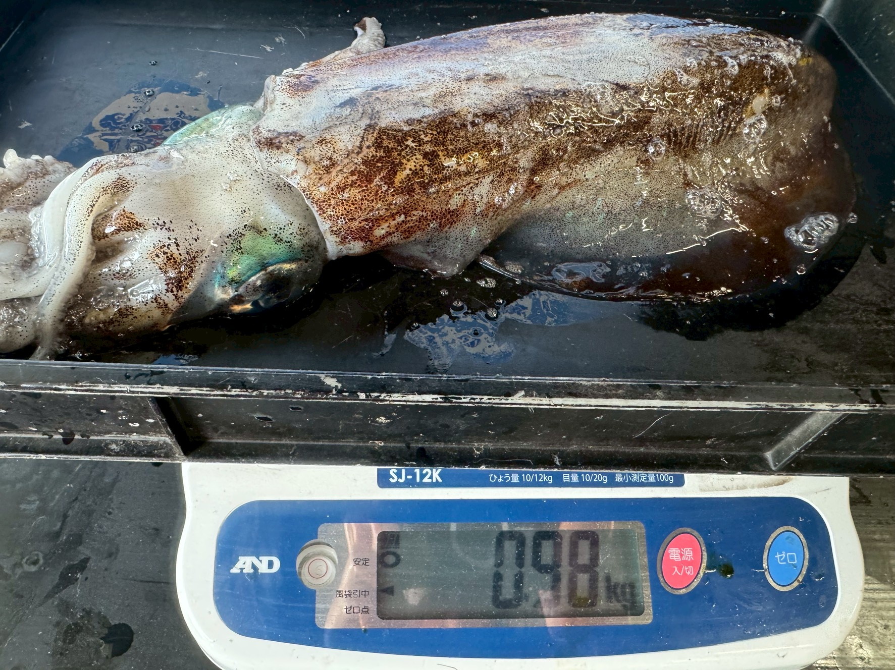 アオリイカ980ｇ。ヤエン釣果。みなべ町堺漁港イワト様。釣太郎