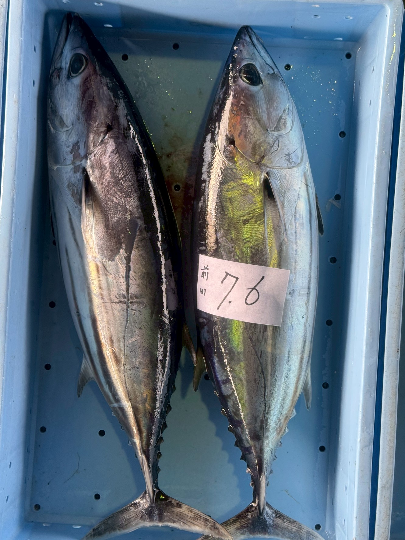 春ガツオの季節ですが、今年はカツオが少ない。ファンにとってはがっかり。釣太郎