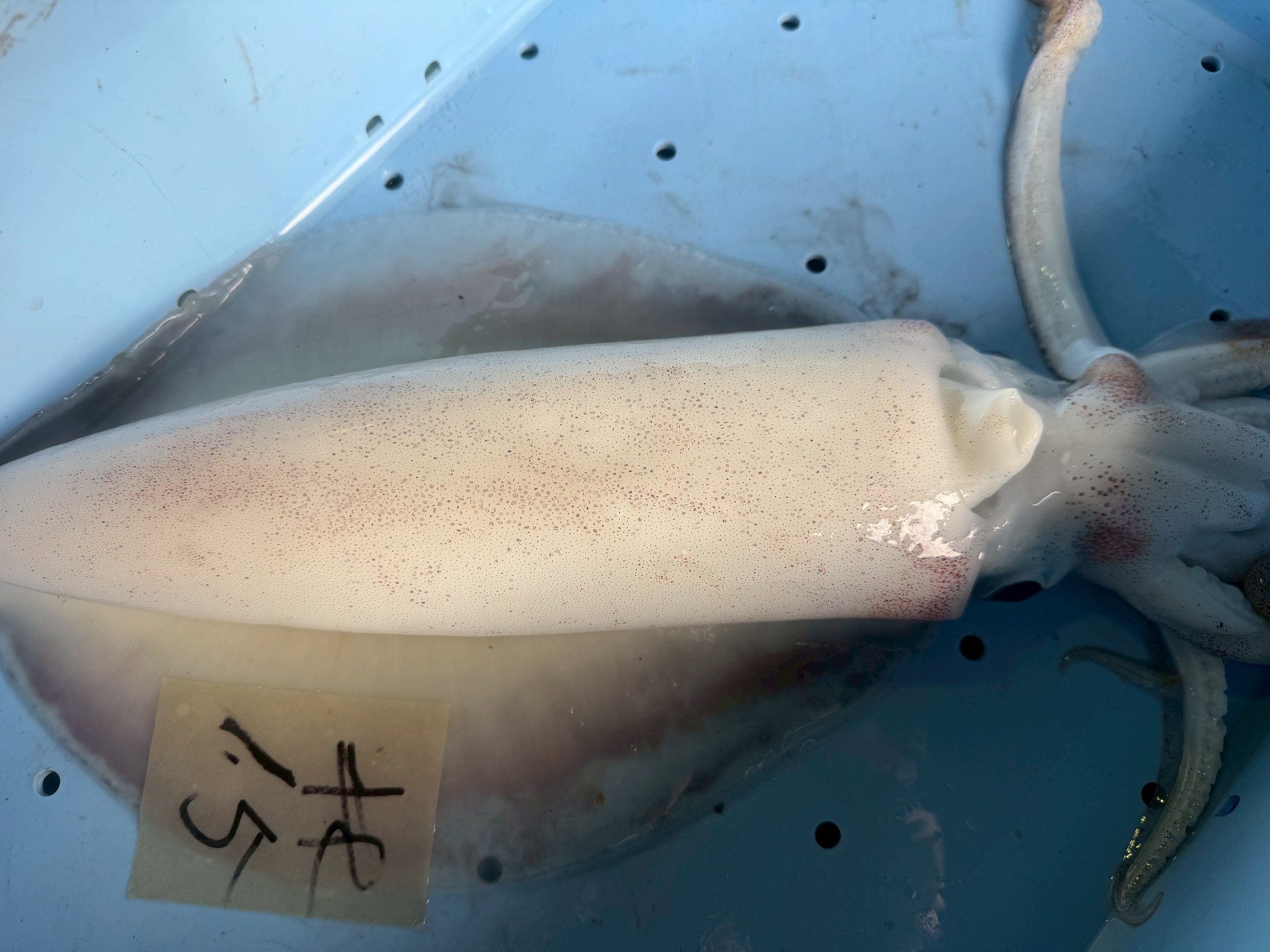 アオリイカは透明だが、鮮度劣化すると身が白くなる。釣太郎