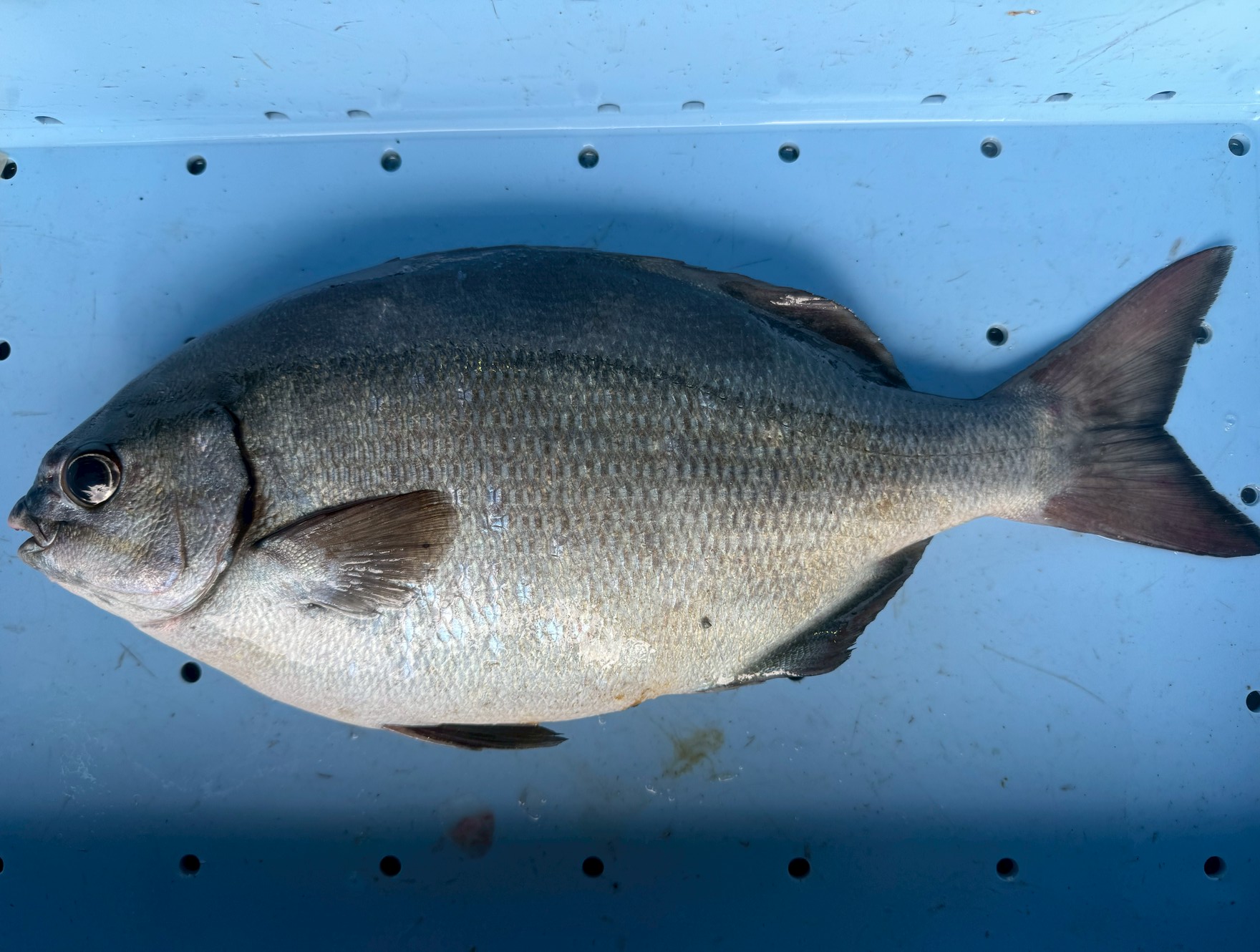 イズスミはなぜ釣られると糞をする?【ババタレと呼ばれる理由】釣太郎