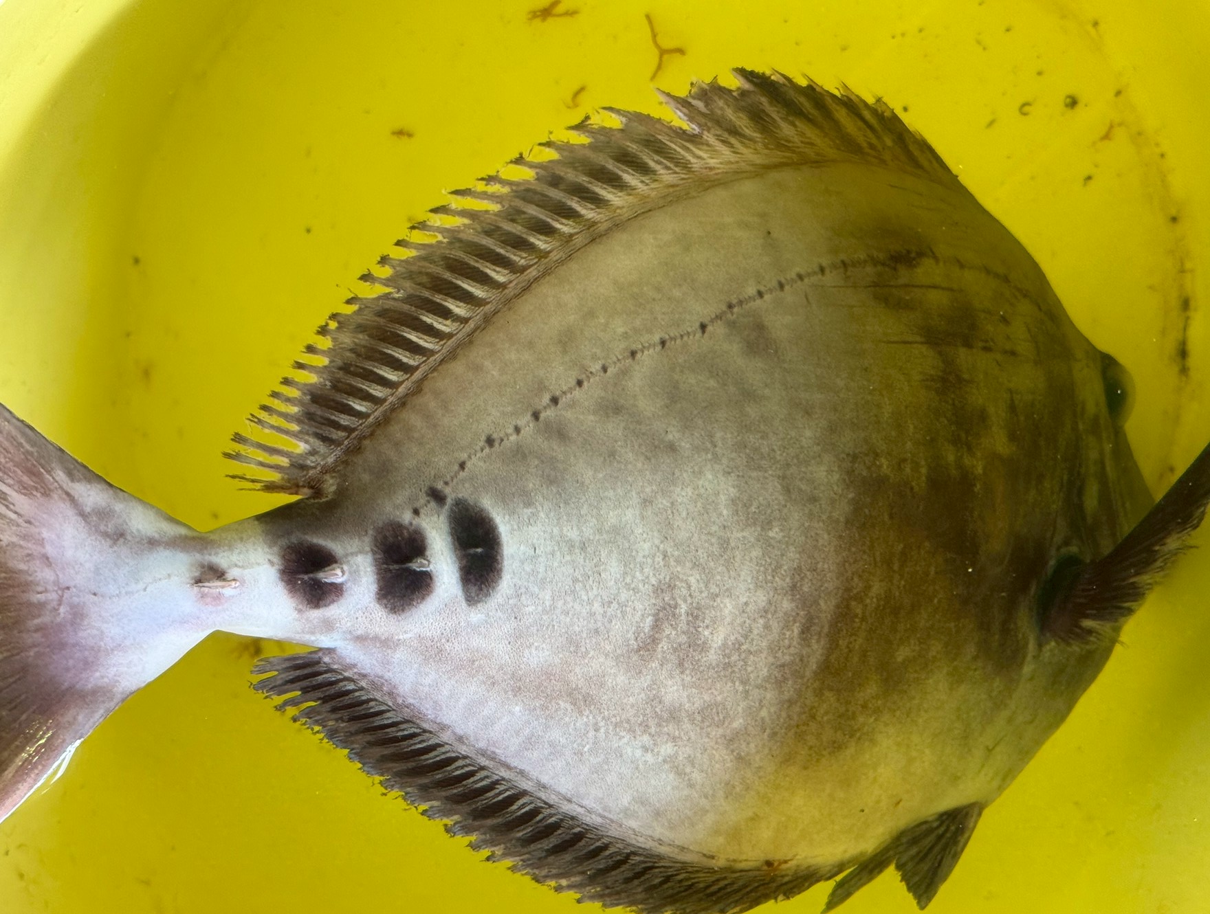 尾鰭根本に3つの斑点があるのでサンコとも呼ばれるサンノジ（ニザダイ）。釣太郎