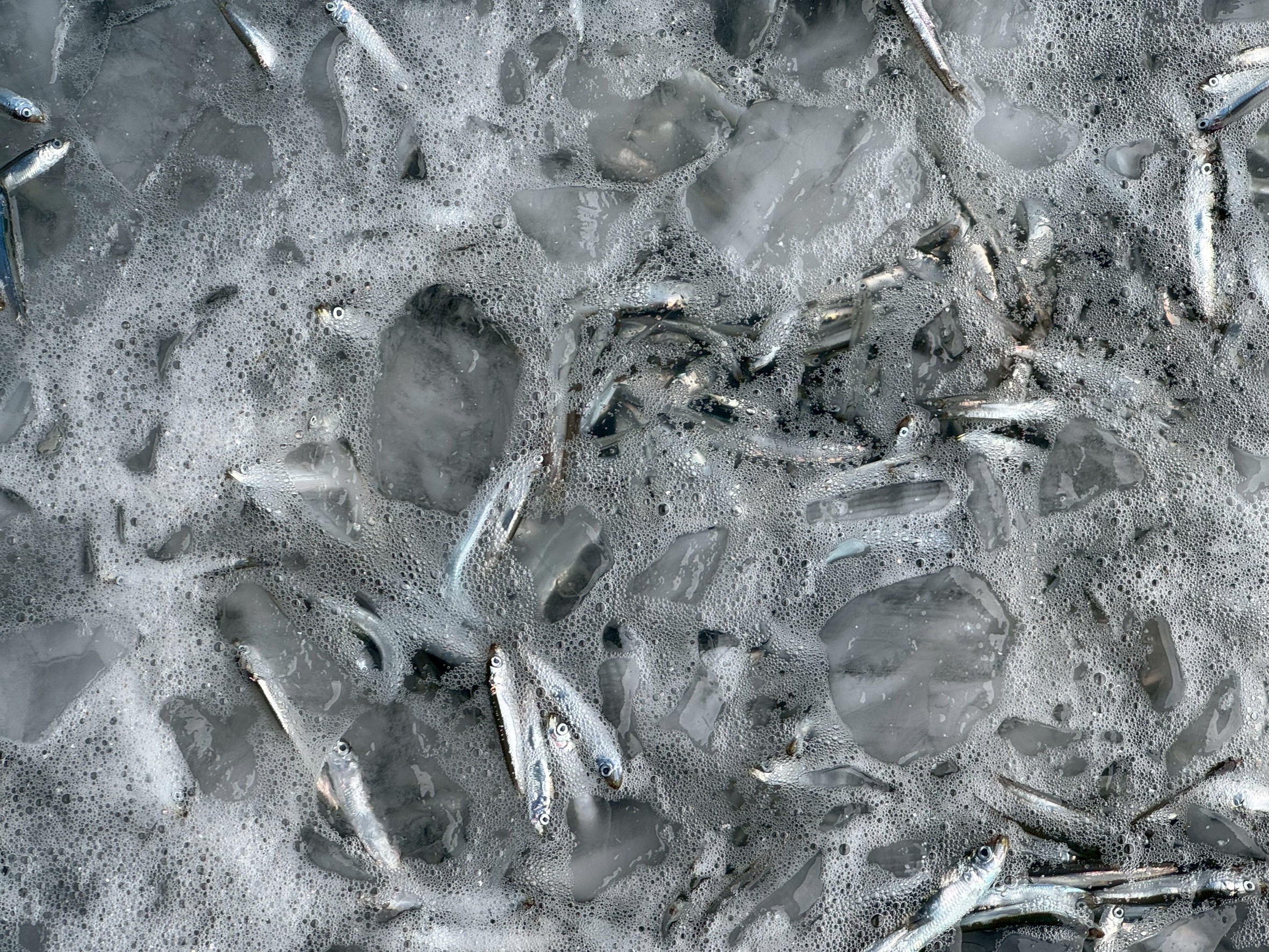 生シラスとイワシの中間サイズは「ちりめん」と呼ばれることも多い。釣太郎