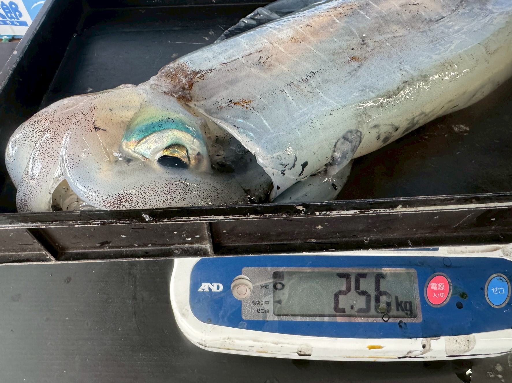 アオリイカ2560gの釣果。釣太郎