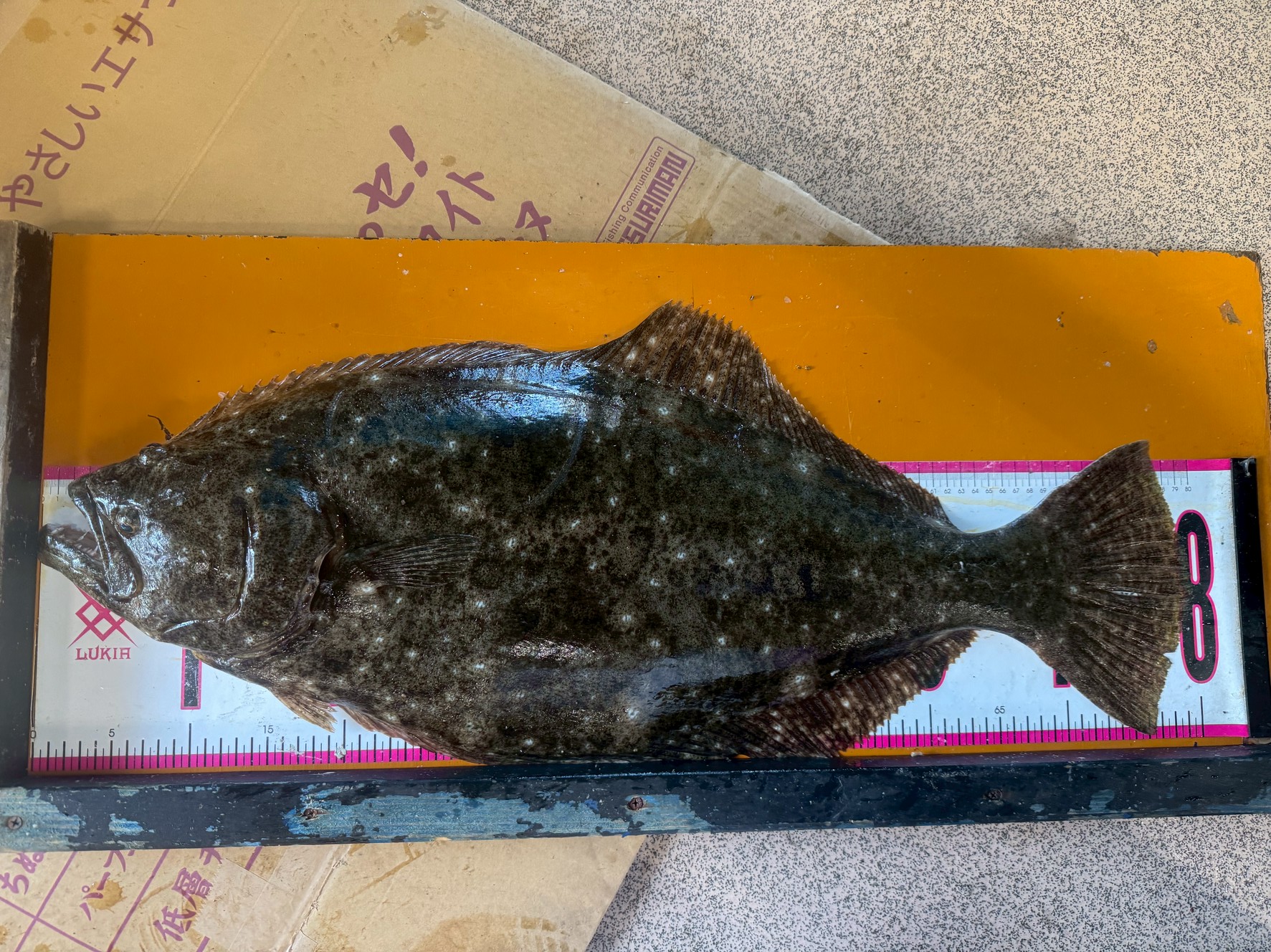 ヒラメ79㎝の釣果。のませ釣りで。釣太郎