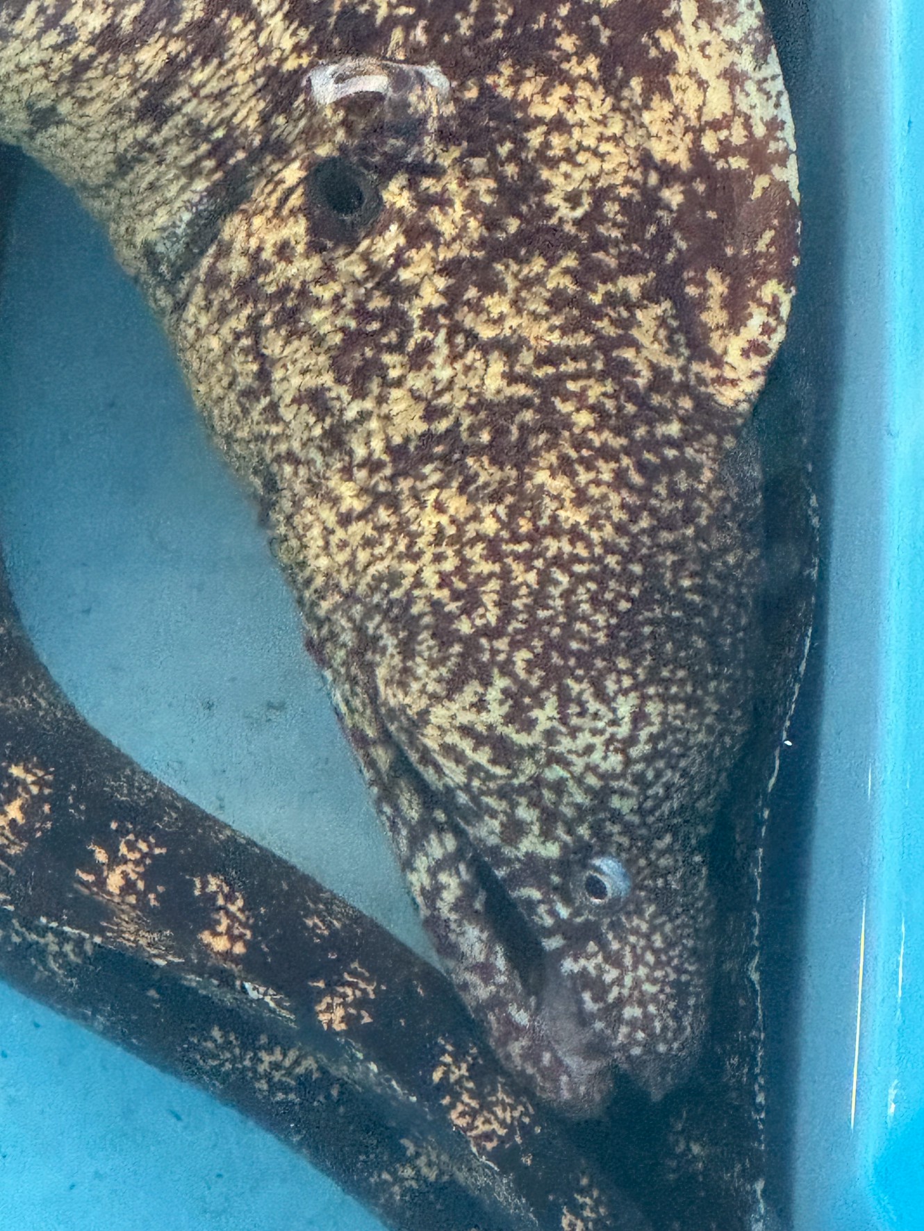 ウツボのトレードマーク「黄色模様」はなぜあるのか？釣太郎