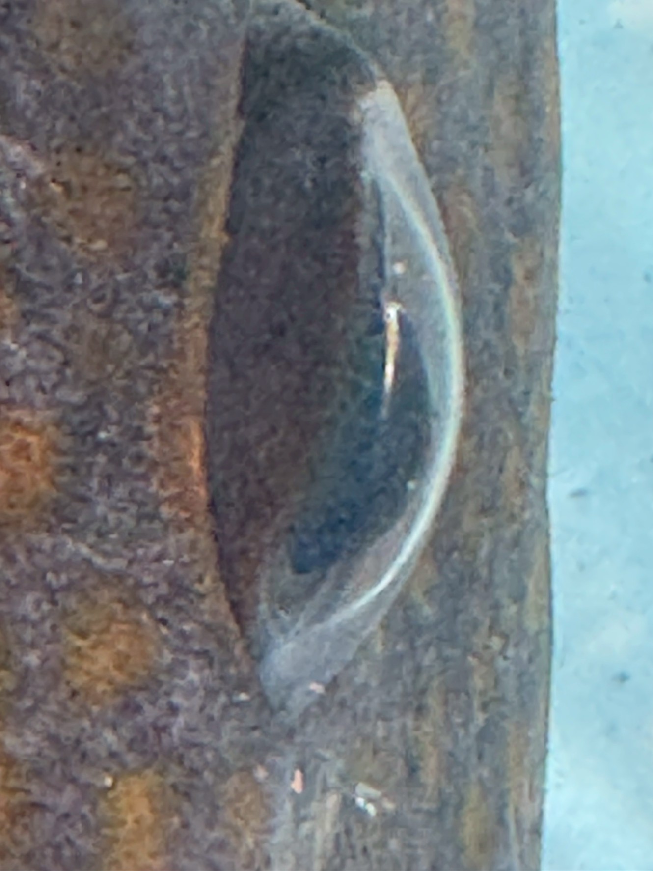 魚の目玉はなぜ出っ張り、しかも瞼がないのか？釣太郎