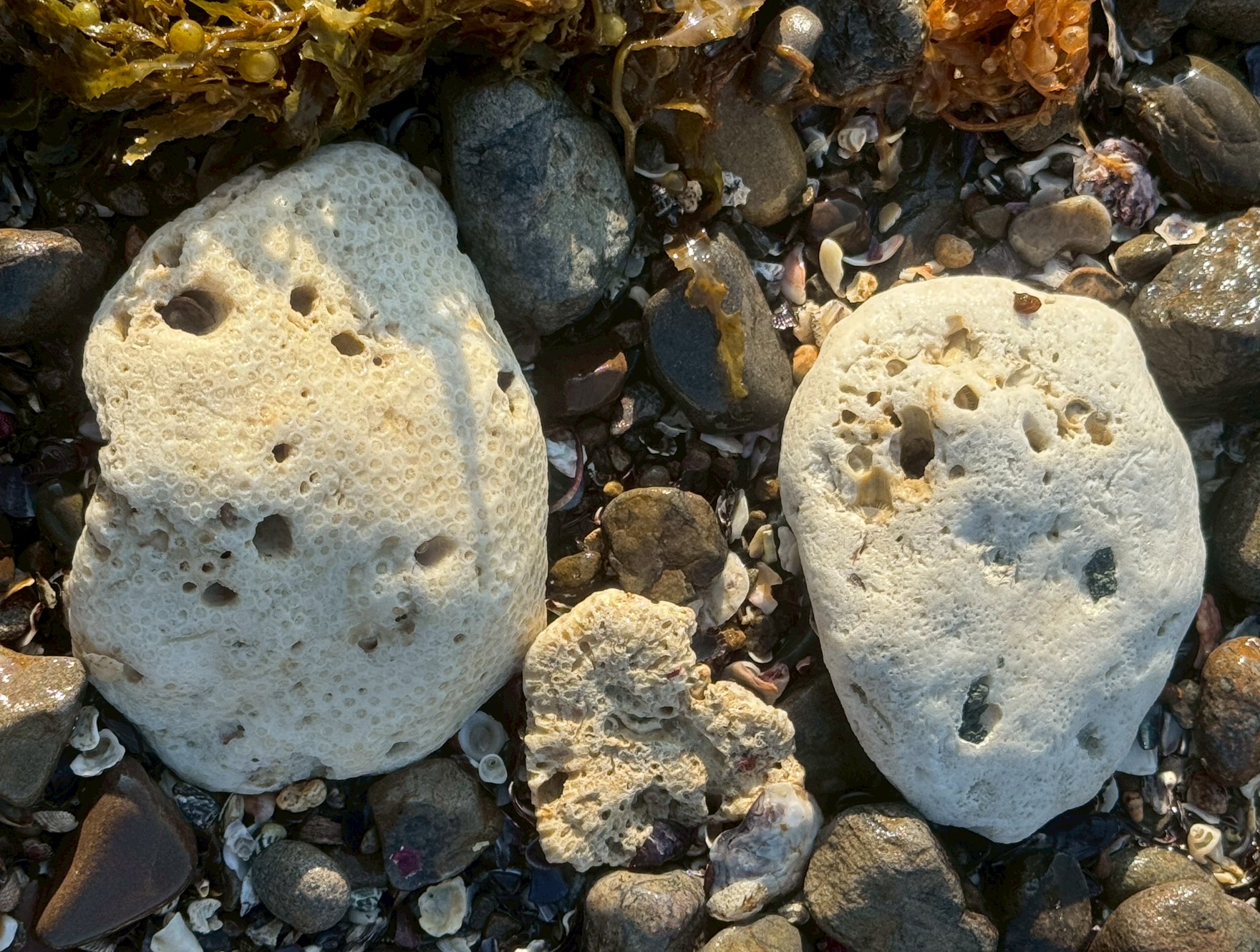 途方もない歳月を費やして作られたサンゴの小石。釣太郎