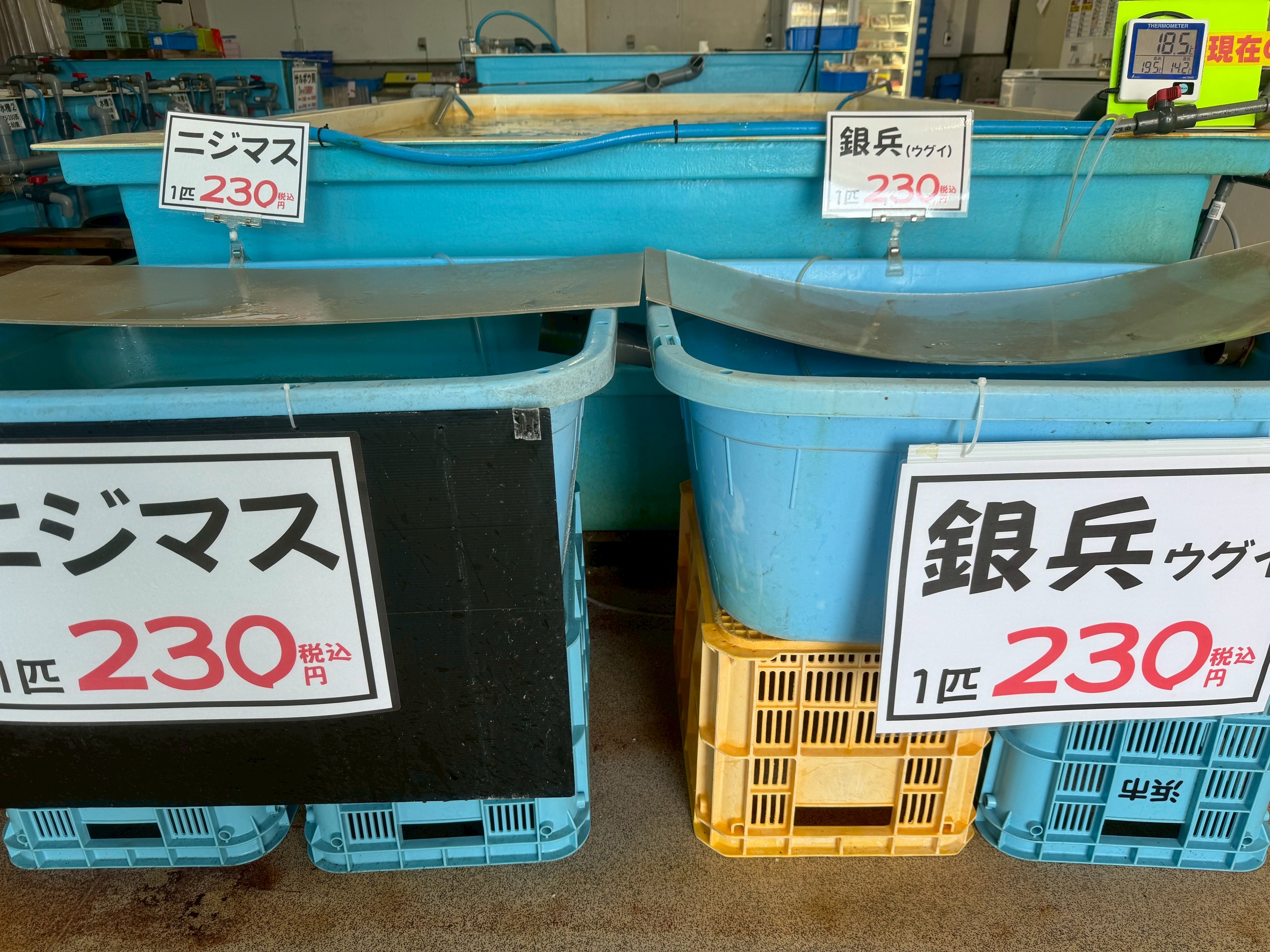 ウグイ、ニジマス（みなべ店のみ）あります。釣太郎