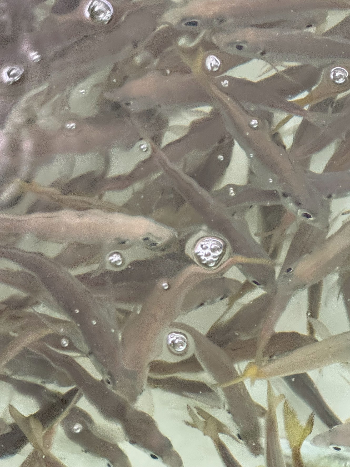 活アジ、明日も入荷予定。在庫あります。釣太郎