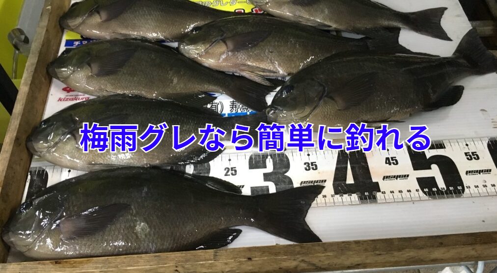 今年の梅雨は堤防でグレを狙おう！釣太郎