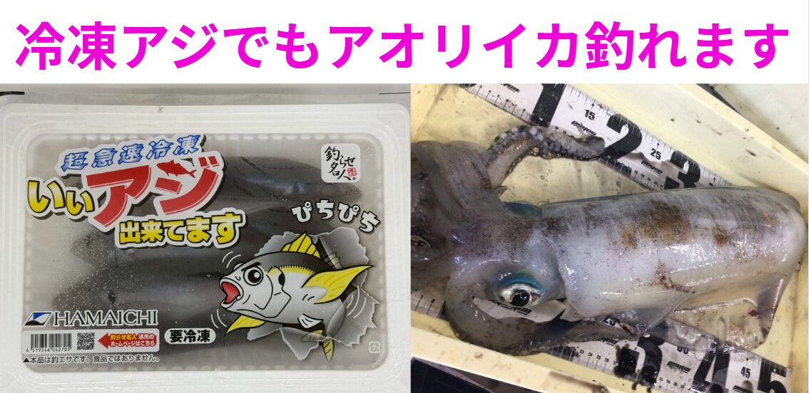 活アジがなくても大丈夫！冷凍アジでアオリイカを狙おう！釣太郎