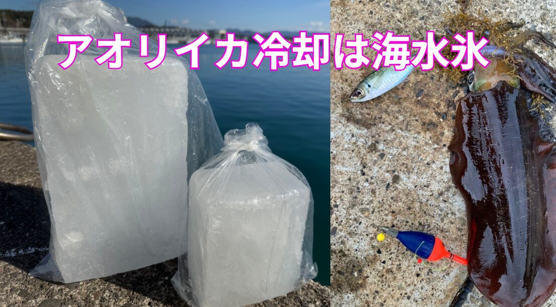 アオリイカを最も美味しく食べるには「海水氷」がベストです。釣太郎