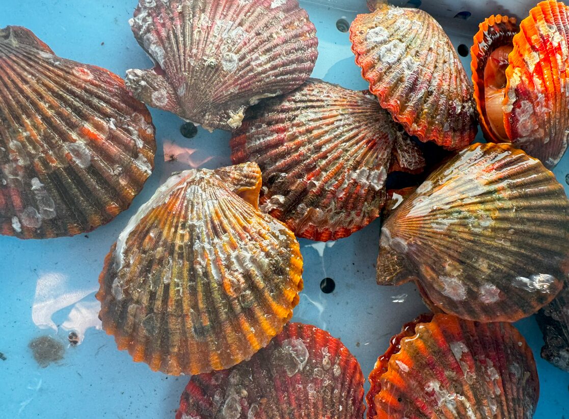 カラフルで美味しい！ヒオウギガイとは？特徴・味・ホタテとの違いを徹底解説。釣太郎