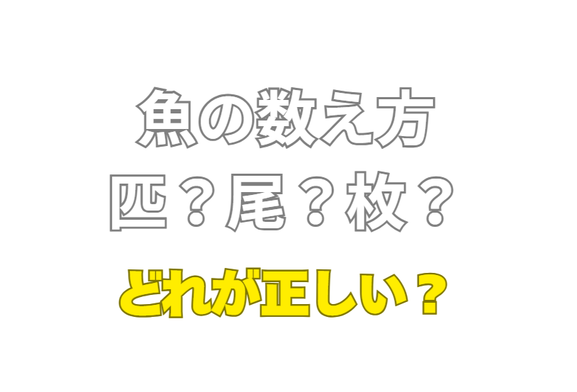 魚の数え方、生きている時は「匹」、死んだら「枚」って本当?釣太郎