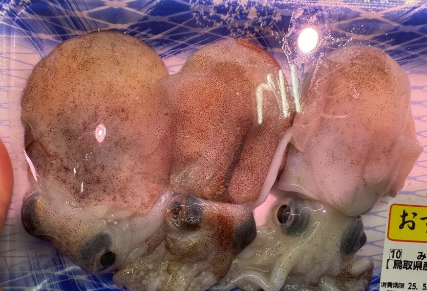 ミミイカの基本情報。釣太郎