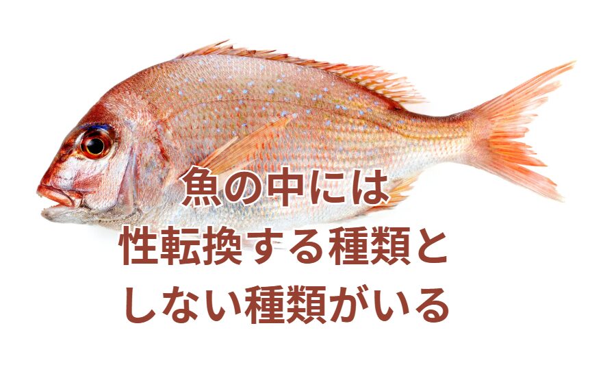 魚には性転換するものとしないものがある理由。釣太郎