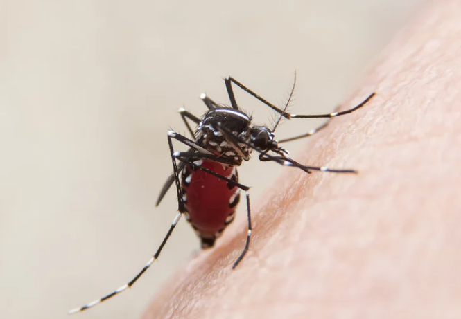 蚊は吸血を始める前に、その**「針（口吻）」から私たちの皮膚に「唾液」を注入**します。この唾液こそが、蚊の「最凶の裏ワザ」の正体.釣太郎