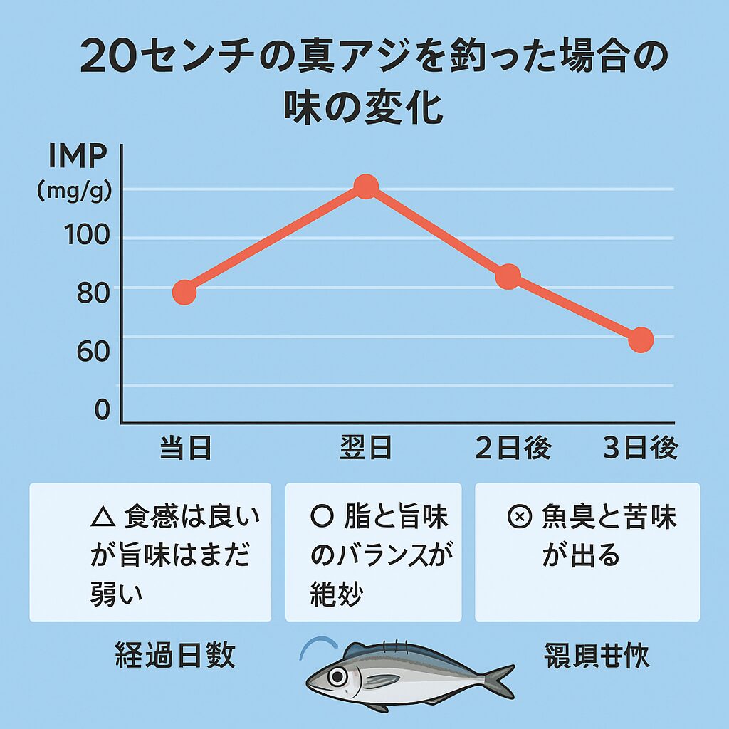 「釣ったら当日すぐ刺身」はNG？真アジの旨さは“翌日”がピーク！釣太郎