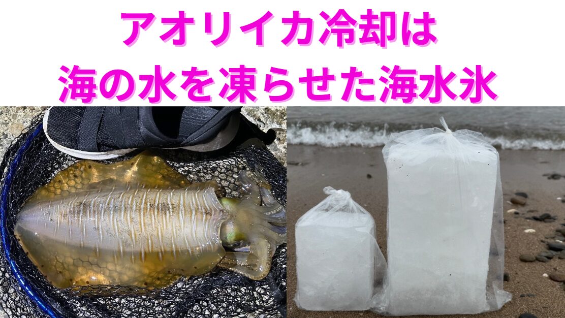 アオリイカの鮮度維持には釣太郎の海水氷がマスト！