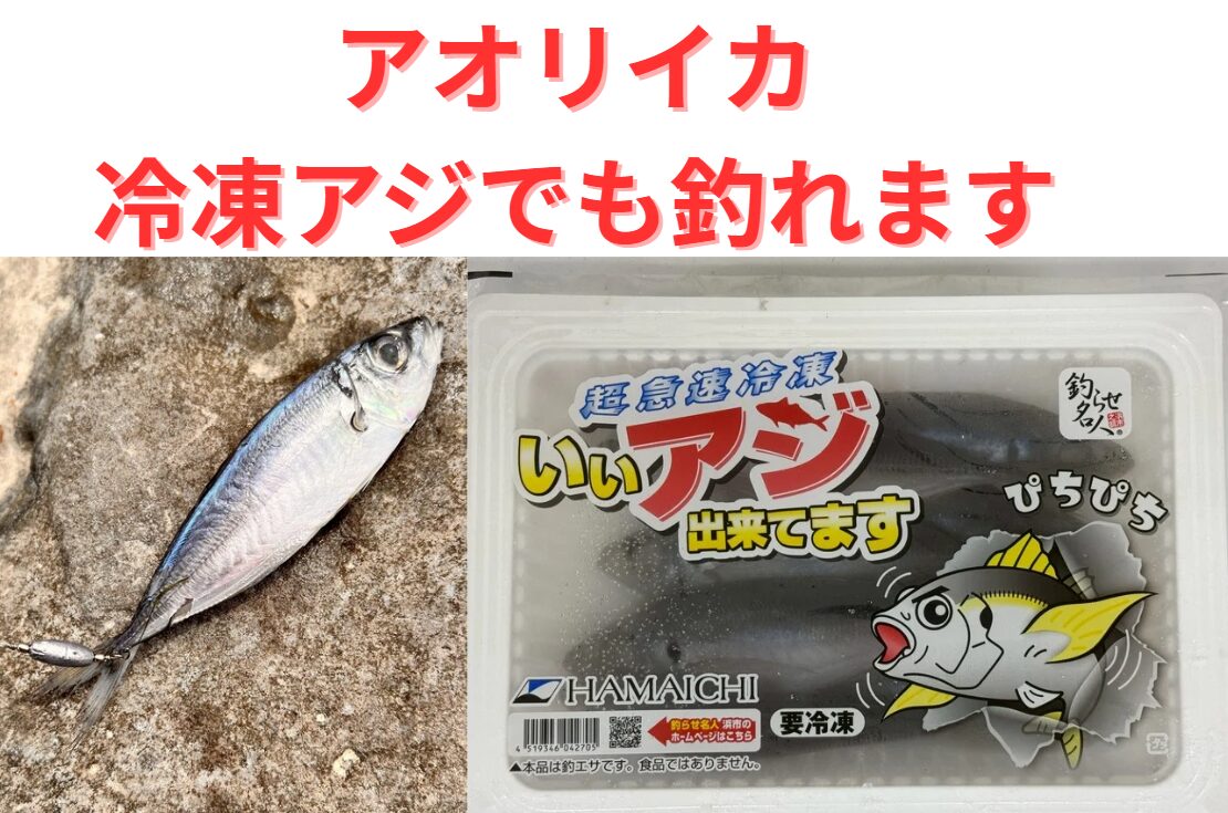 冷凍アジでもアオリイカ釣れます。釣太郎