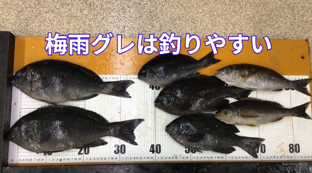梅雨時期のグレは「食欲旺盛で、あまり警戒せず、比較的浅いところにいる」釣太郎