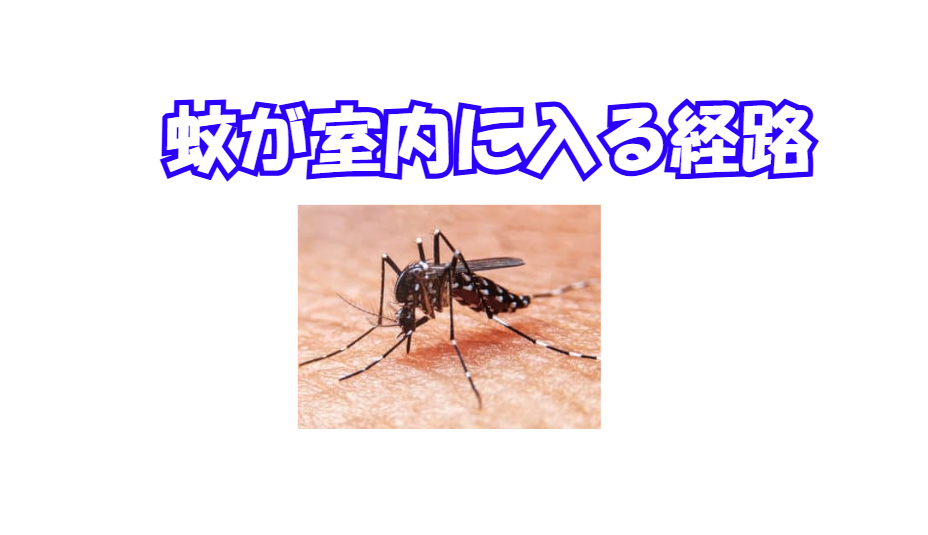なぜ「閉め切った部屋」に蚊がいるのか?ご説明します。釣太郎