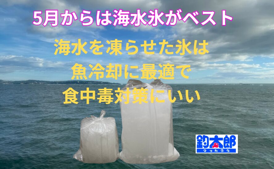5月中旬からは、魚を冷やすのは海の水で作った海水氷がベスト！釣太郎