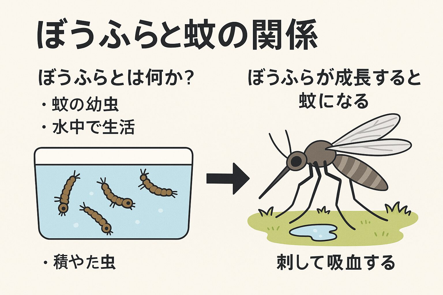 【ぼうふら徹底解説】蚊の発生源・仕組み・駆除法まで。釣太郎