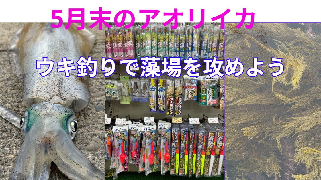 5月末のアオリイカは藻場に潜んでいる。ヤエン、エギが難しい場面なら、ウキ釣りで勝負しましょう。釣太郎